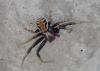 Xysticus sp.